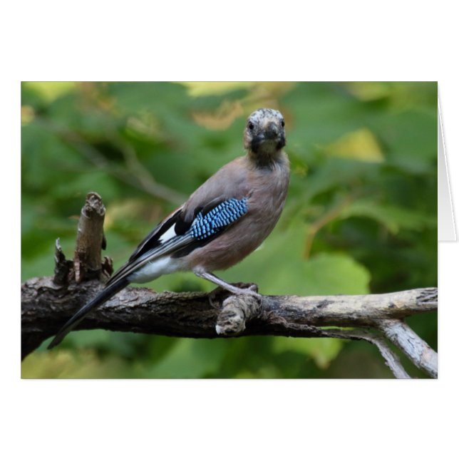Garrulus glandarius - Eichelhäher (Devant horizontal)