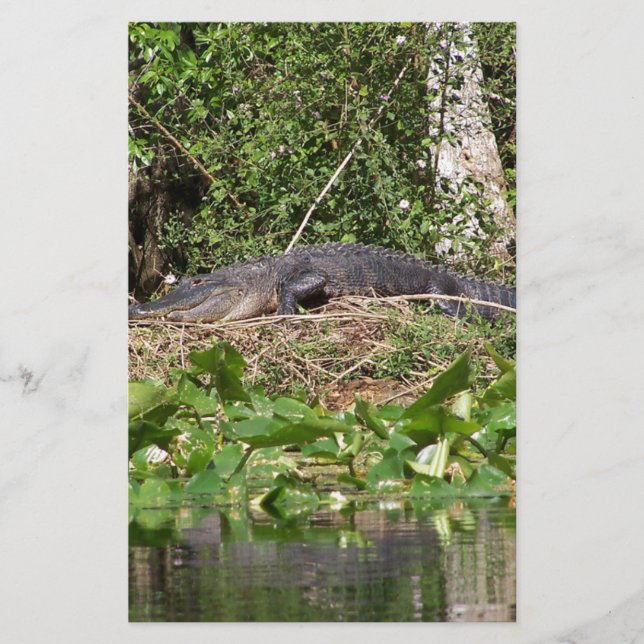 Gator luv zoom pic (Devant)