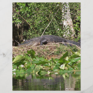 Gator luv zoom pic