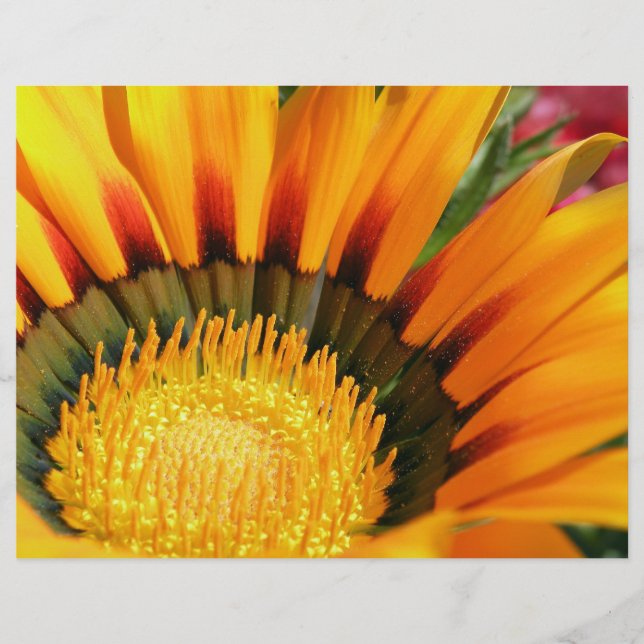 Gazania (Devant)