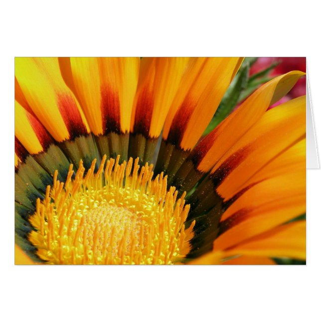 Gazania (Devant horizontal)