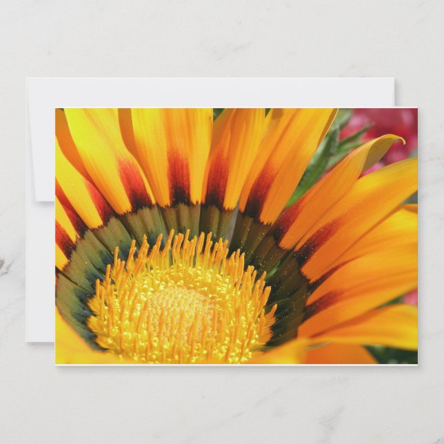 Gazania (Devant)