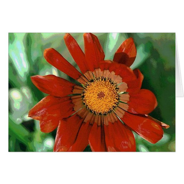 Gazania (Devant horizontal)