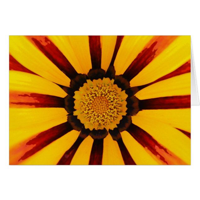Gazania (Devant horizontal)