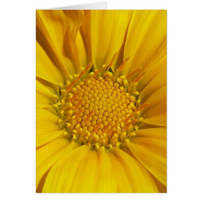 Gazania (Devant)
