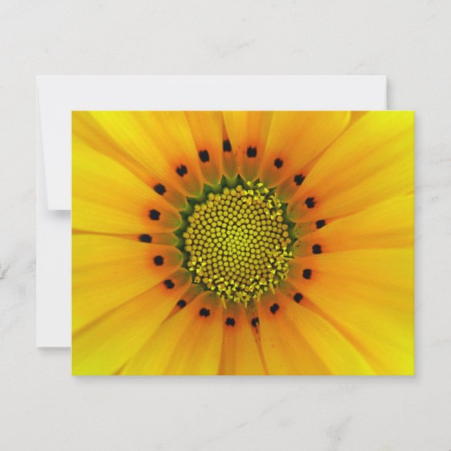 GAZANIA (Devant)