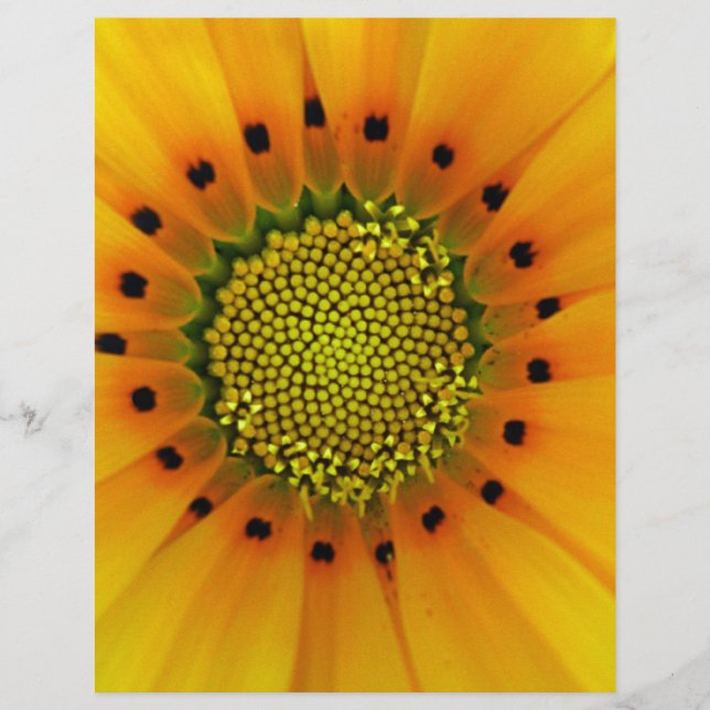 Gazania jaune (Devant)