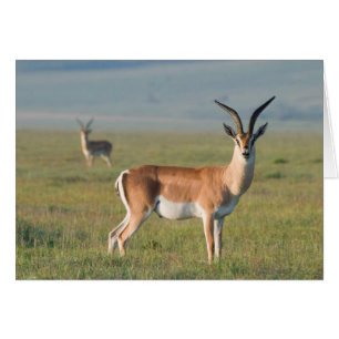 Gazelle de Grant, cratère de Ngorongoro, Ngorongor