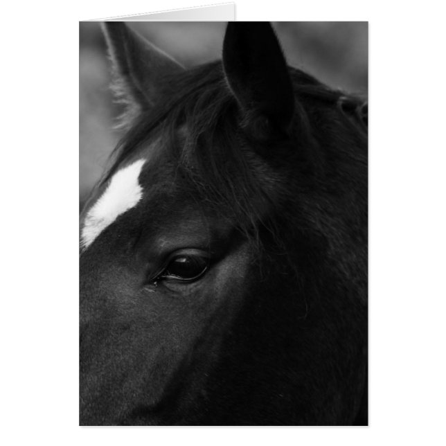 Gcna de cheval (Devant)