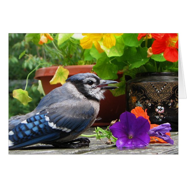 Geai bleu avec des fleurs (Devant horizontal)
