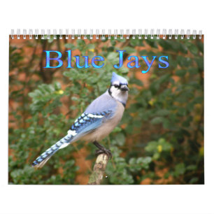 Geai bleu calendrier de 12 mois