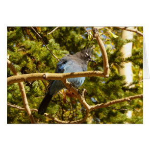 Geai de Steller au parc national de Rocky Mountain