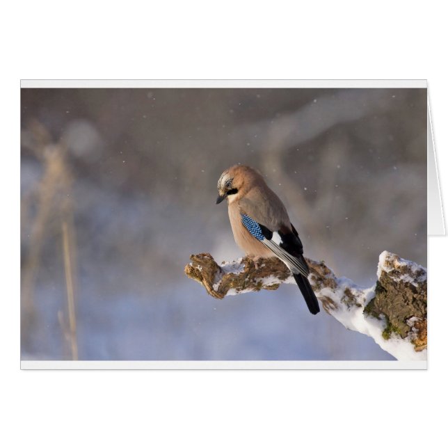 Geai en hiver (Devant horizontal)