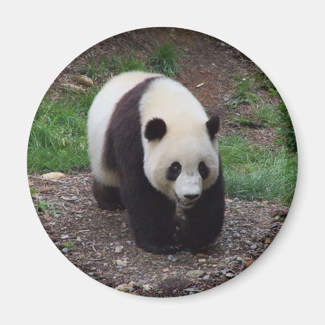Géant Panda Photo Circle Magnet (Devant)