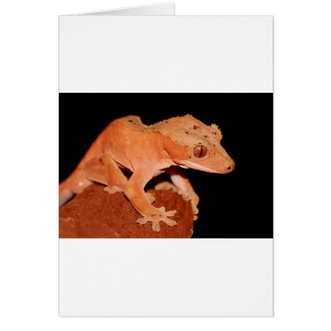 gecko (Devant)