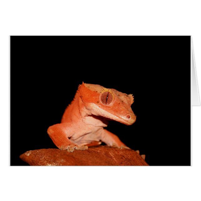gecko (Devant horizontal)