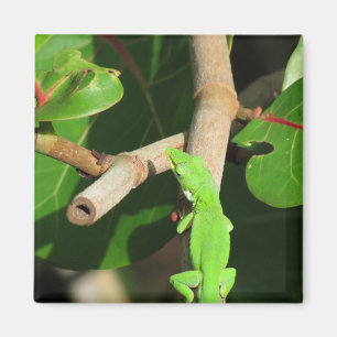 Gecko Chameleon Magnet