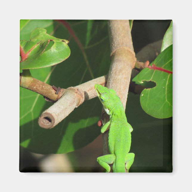 Gecko Chameleon Magnet (Devant)