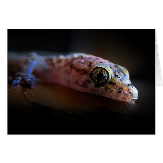 Gecko Lizard méditerranéen (Devant horizontal)