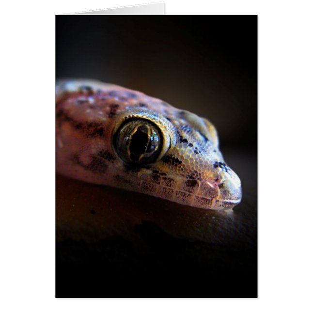 Gecko Lizard méditerranéen (Devant)