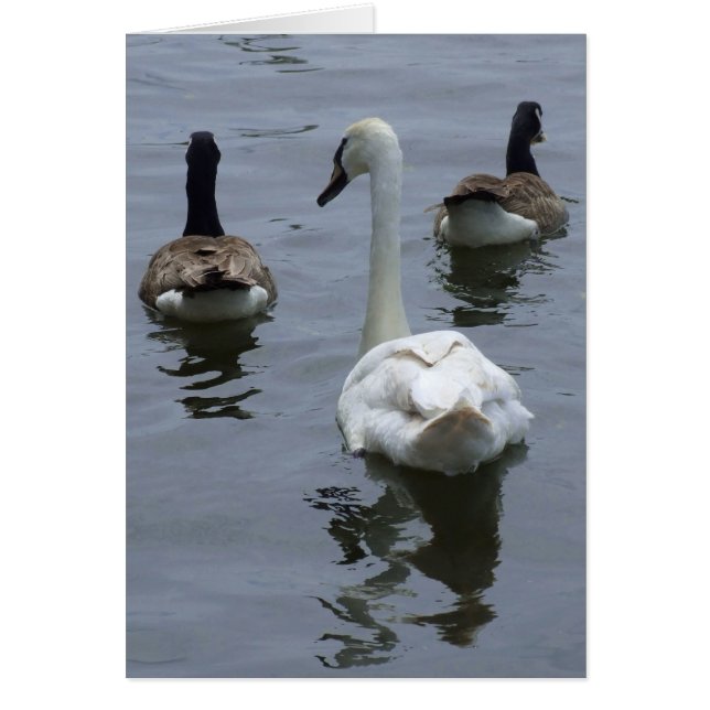 Geese and Swan Card (Devant)
