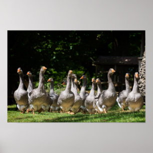 Geese in the Dordogne poster print