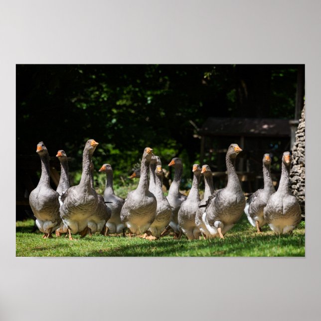 Geese in the Dordogne poster print (Devant)