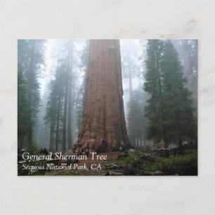 Général Sherman Tree, Sequoia, CA Carte postale