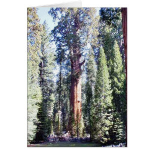Général Sherman Trees Forêts