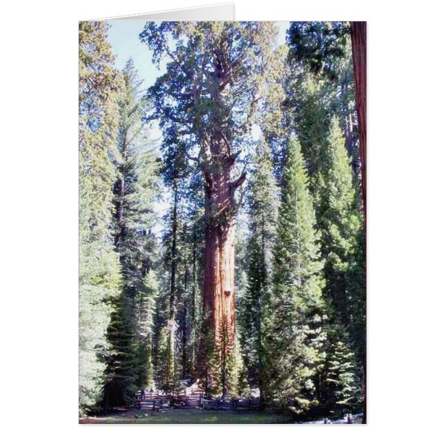 Général Sherman Trees Forêts (Devant)
