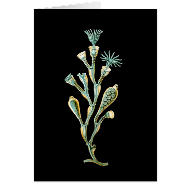 Geniculata d'Obelia (Devant)