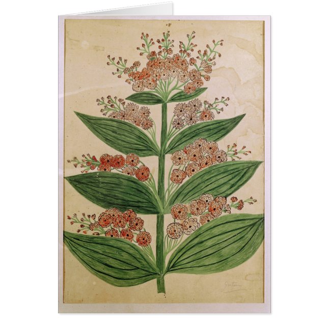 Gentiane avec les fleurs imaginaires (Devant)
