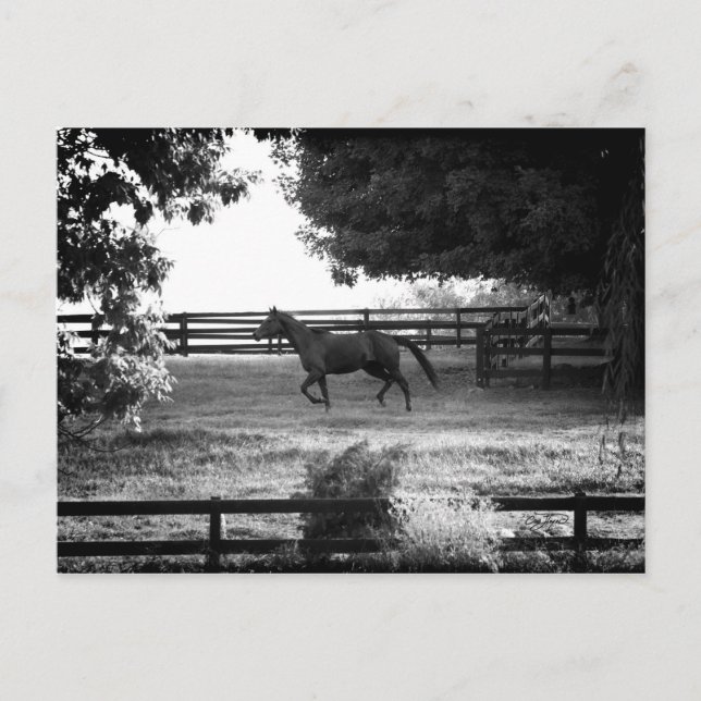 Georgia Horse en course sur carte postale été (Devant)
