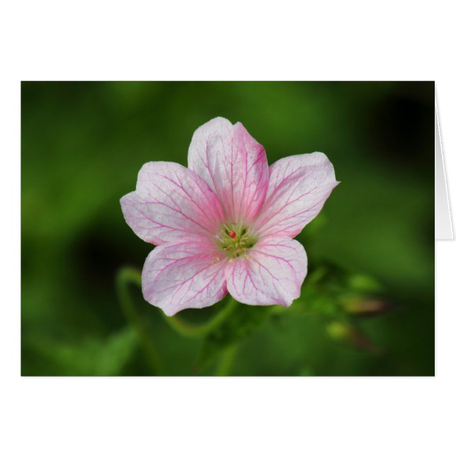 Géranium (Devant horizontal)