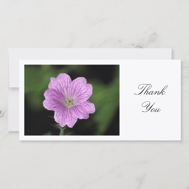 Geranium Endressii - Merci (Devant)