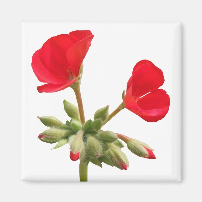 Geranium Magnet (Devant)
