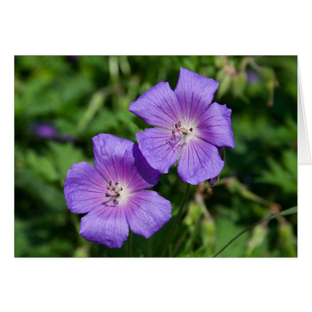 Geranium pratense (Devant horizontal)