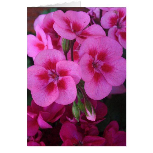 Geranium rose Peppermenthe 2 (Devant)