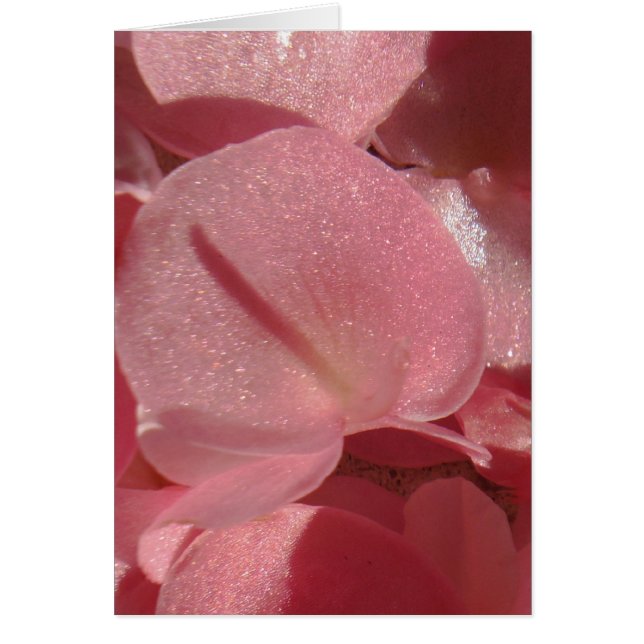 Géranium rose : presque solide Rose clair (Devant)