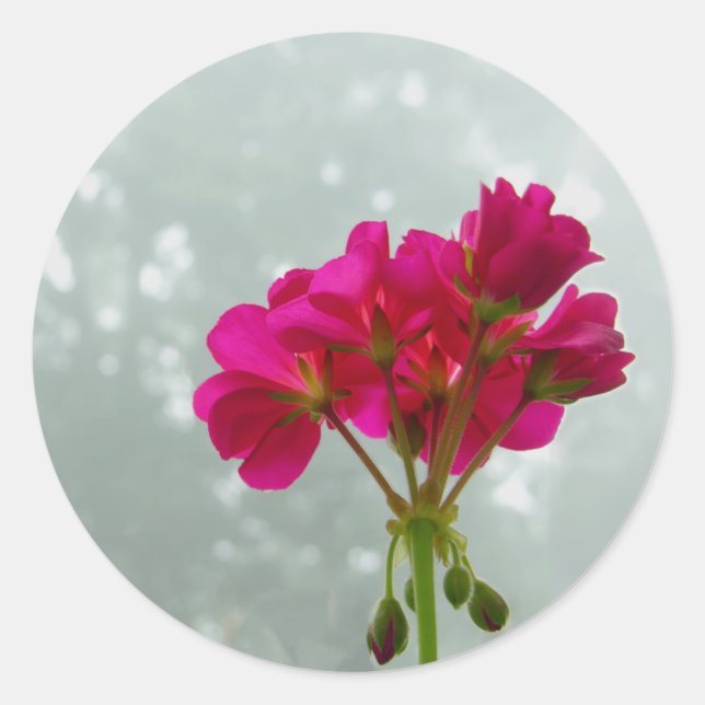 Geraniums roses Stickers Floral (Devant)