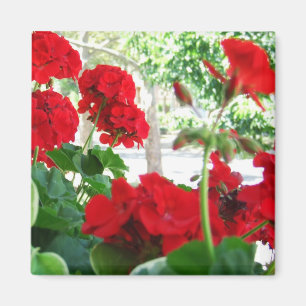 Géraniums Rouge brillant Magnet cadeau de jardin