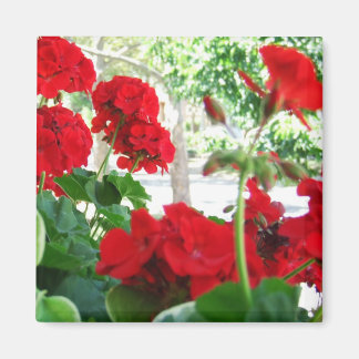 Géraniums Rouge brillant Magnet cadeau de jardin
