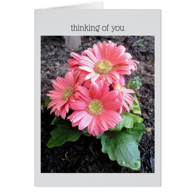 Gerber Daisy (Devant)