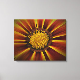 Gerber Daisy en toile noire Vignette