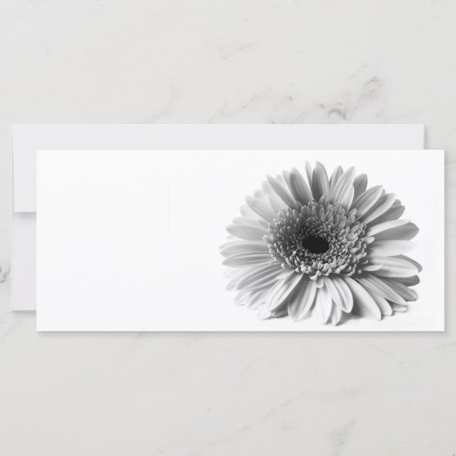 Gerbera (Devant)