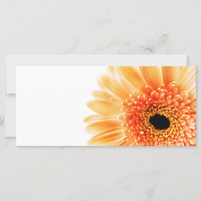 Gerbera (Devant)