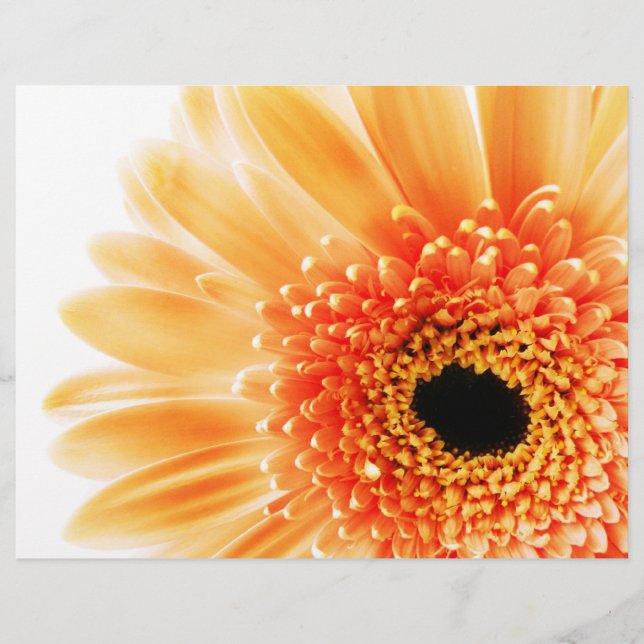 Gerbera (Devant)