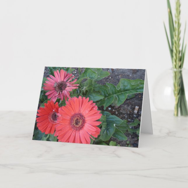 Gerbera Daisies Obtenez une carte de bien (Devant)