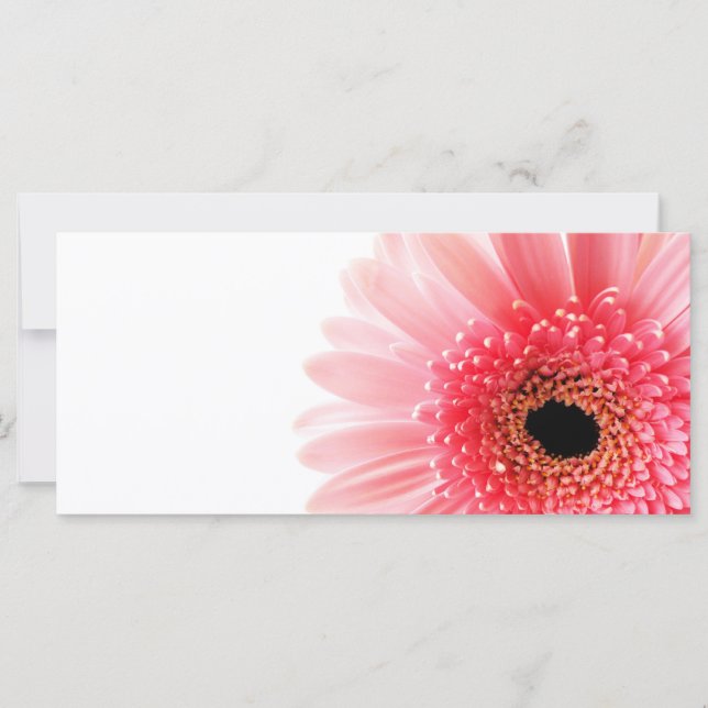 Gerbera Daisy (Devant)
