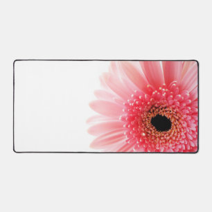 Gerbera Daisy